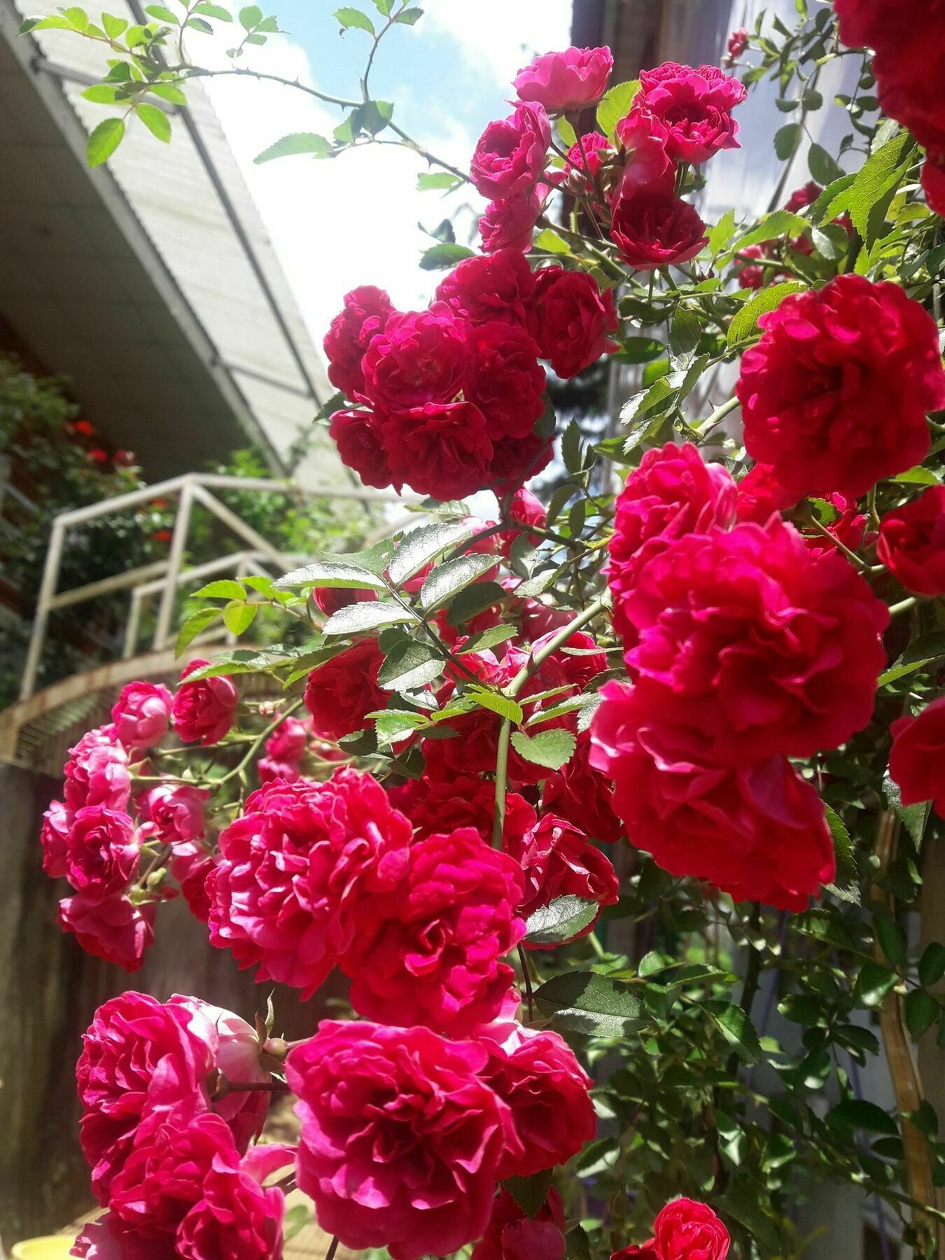 당 코아 사파 호텔 외부 사진